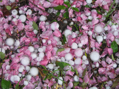 Hailstones and Petals