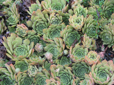 hens chicks