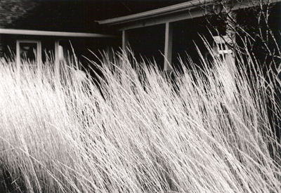 tall-grass-porch-fitz