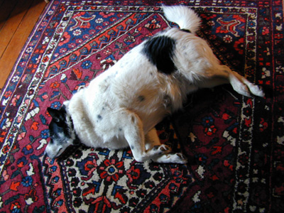 oz rug