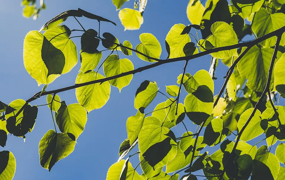 Leaves - William O'Brien State Park, Minnesota