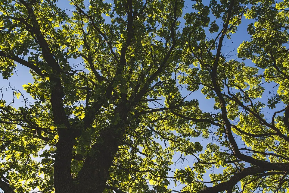 Trees at William O'Brien State Park, Minnesota
