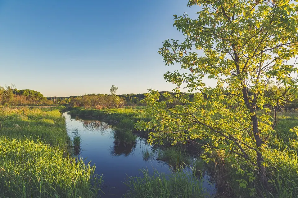 Wetland Trail Stream - William O'Brien State Park - Minnesota